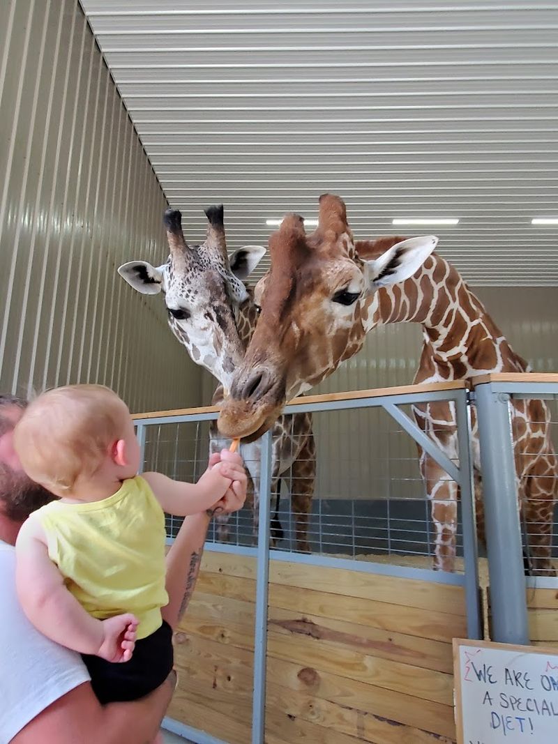 Feeding Giraffes At Wilstem Ranch