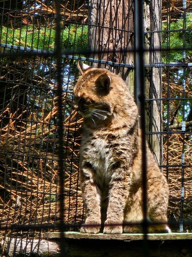 Canada Lynx With Eyes That See Right Through You