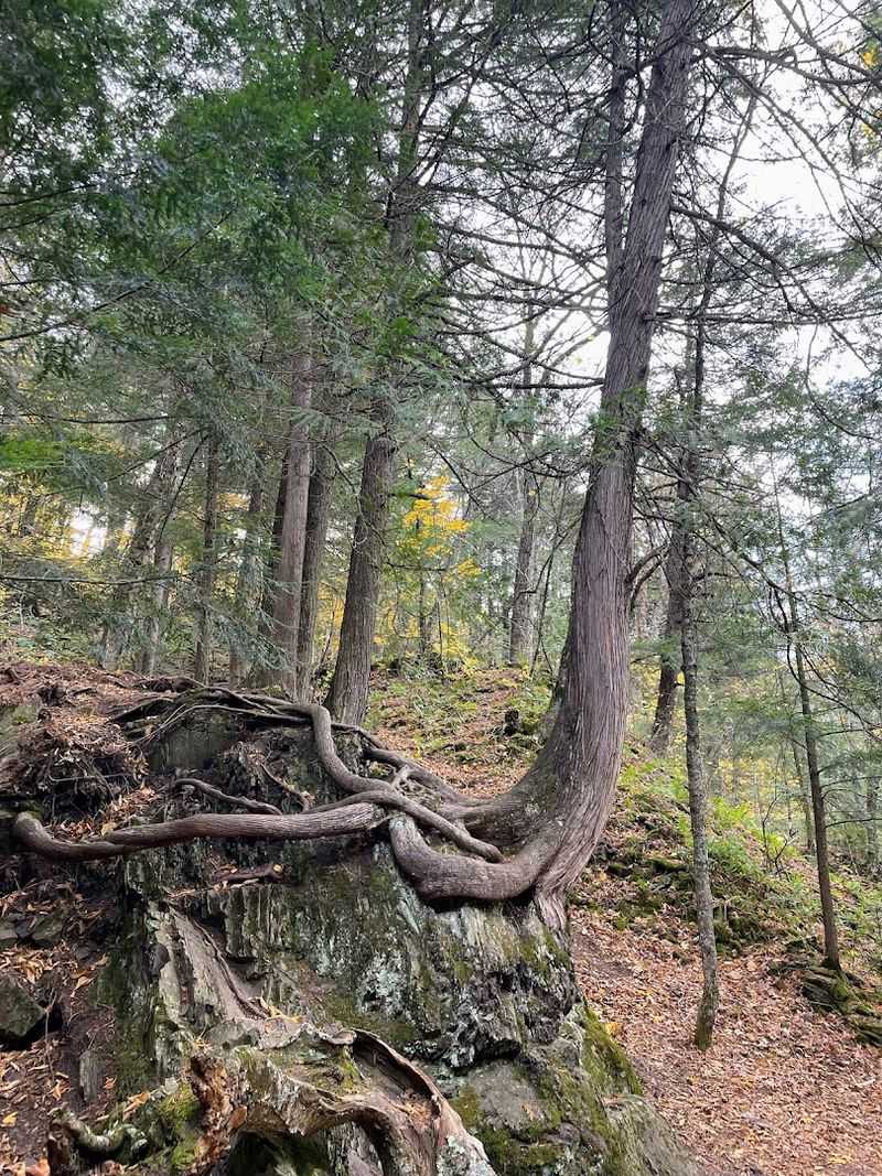 Quiet Forest Trails Surrounded By Old Trees