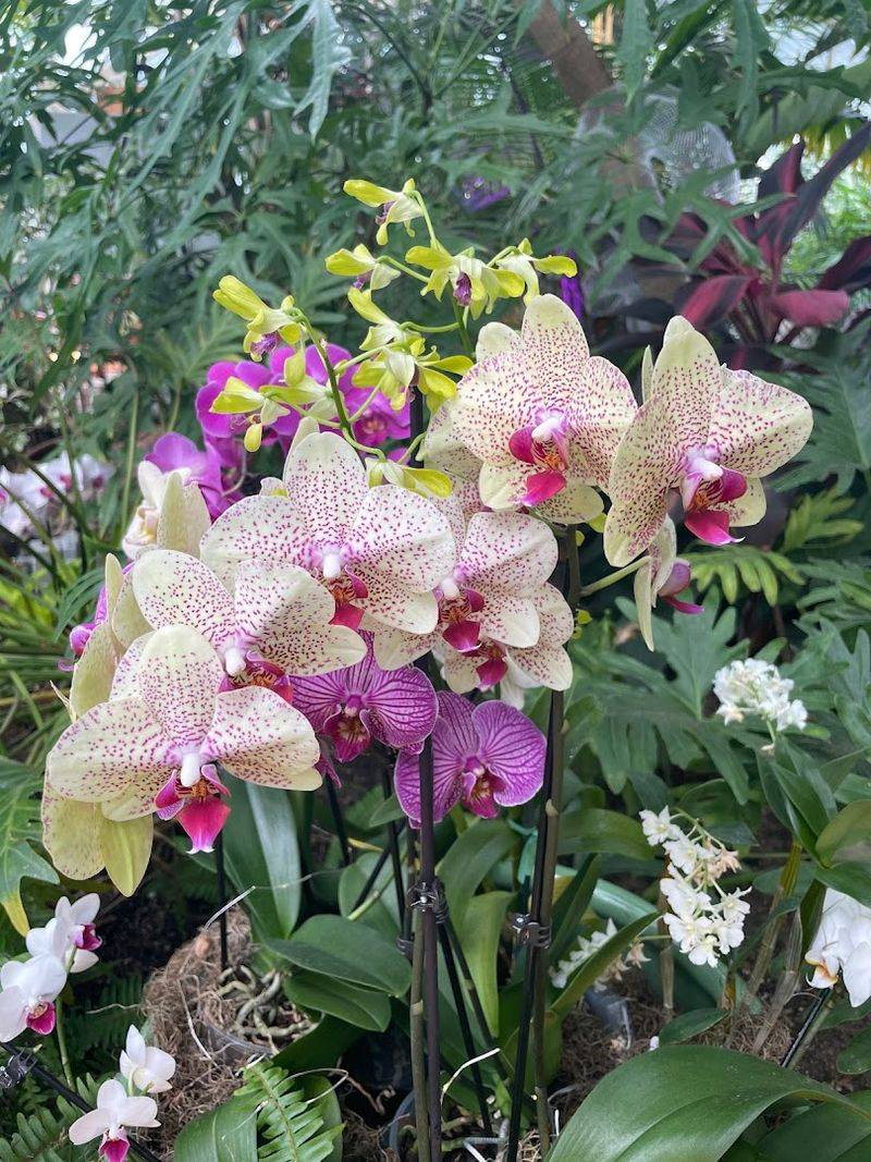 Orchids In Every Shade You Can Name