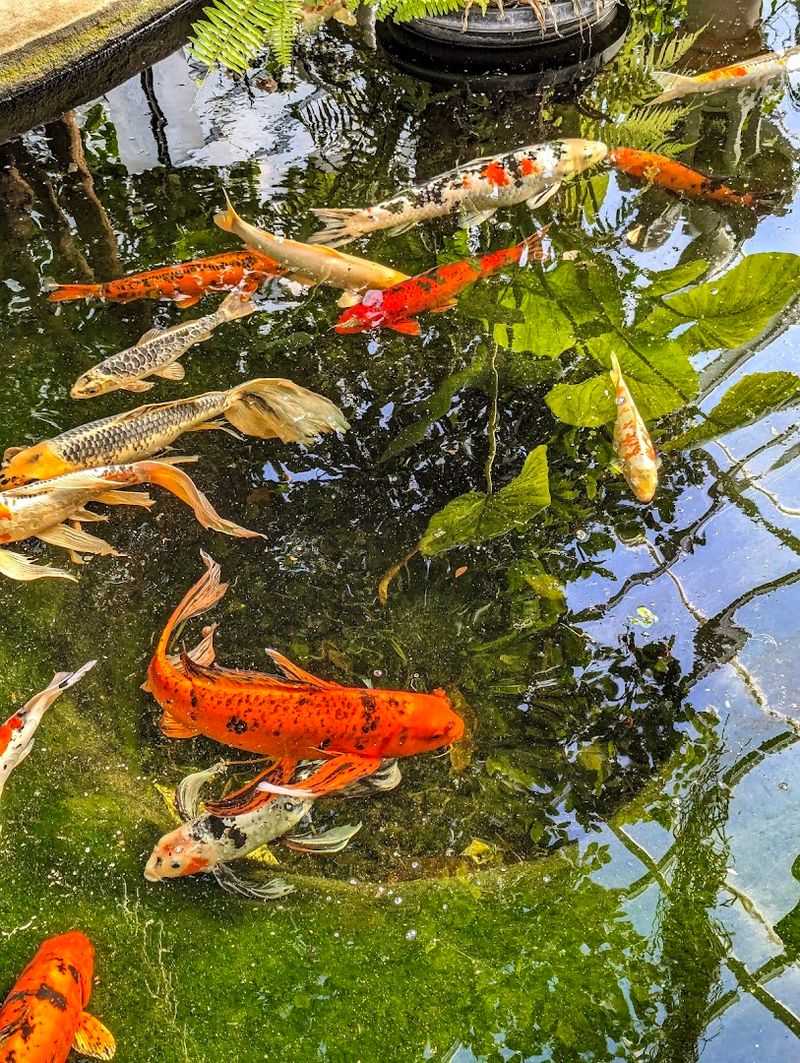 Koi Ponds, Water Features, And The Sound Of Stillness