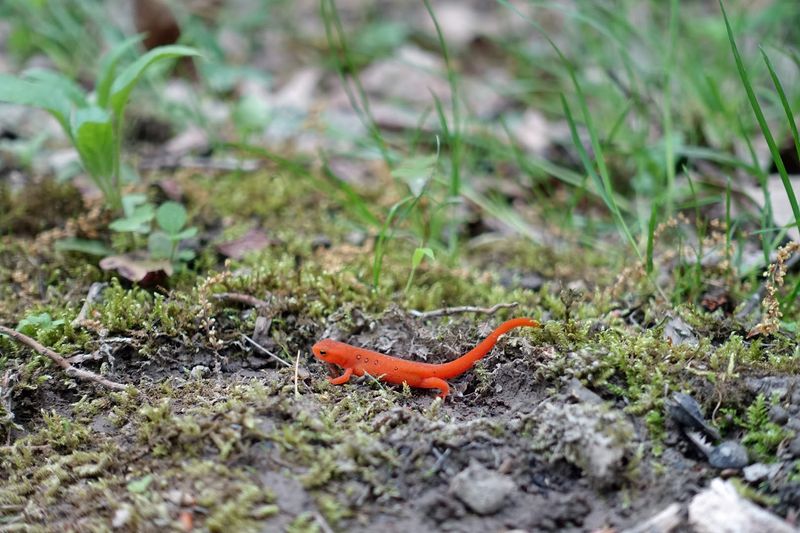 Wildlife That Reminds You The Natural World Is Doing Just Fine