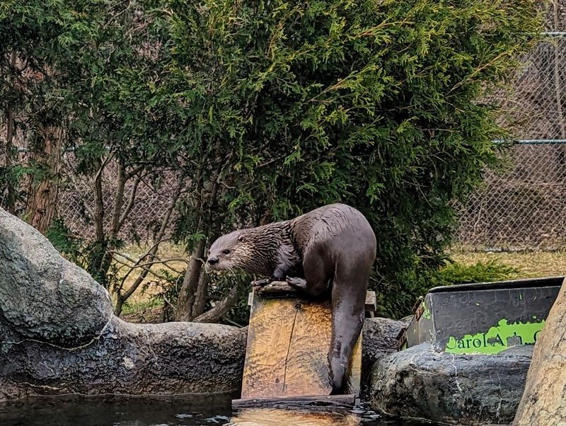The Otter Experience Worth Every Single Penny