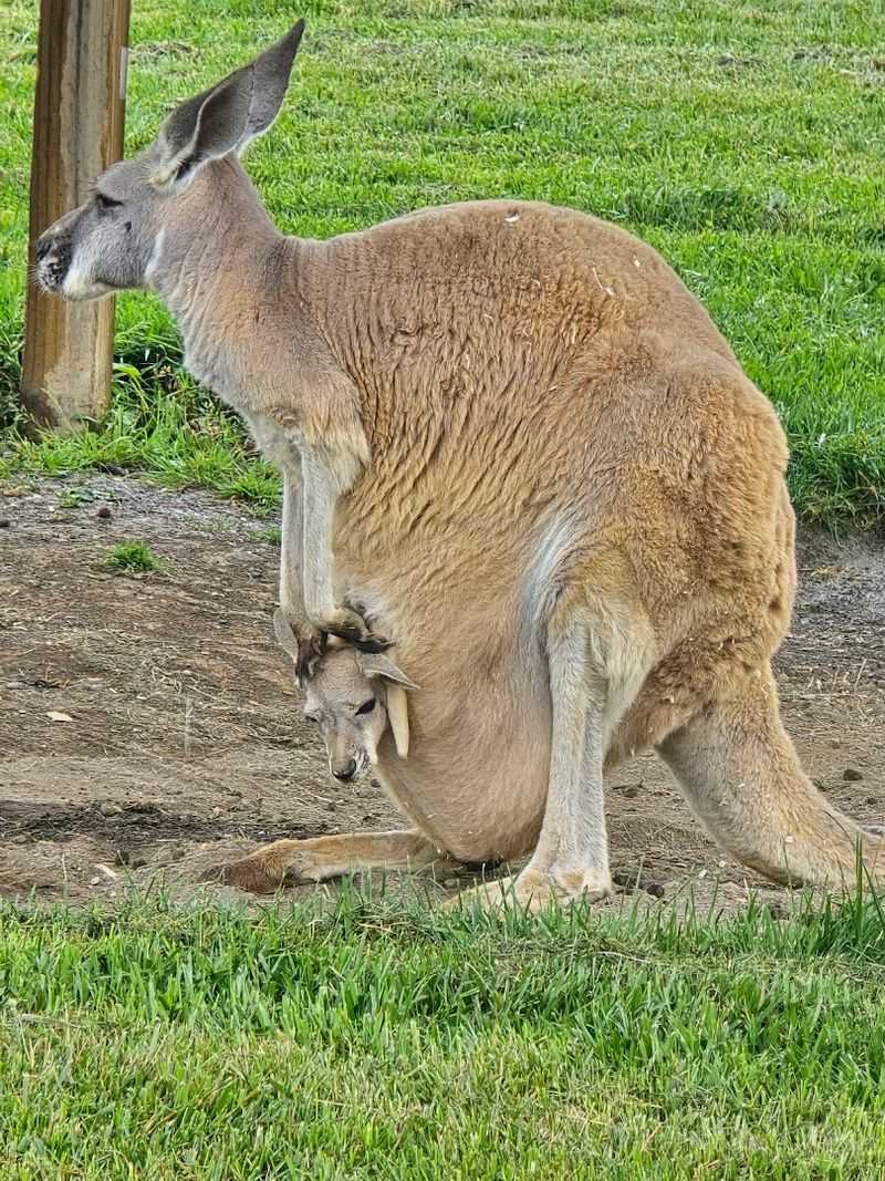 Nearly 100 Species Across One Remarkable Property