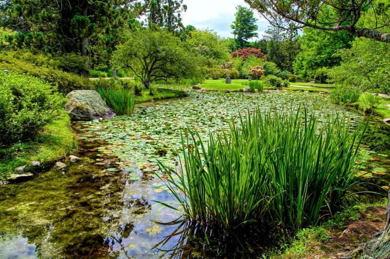 The Bamboo Grove And Koi Pond Are The Heart Of The Entire Experience