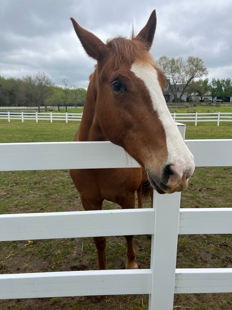 The Rescued Animals And Their Individual Stories