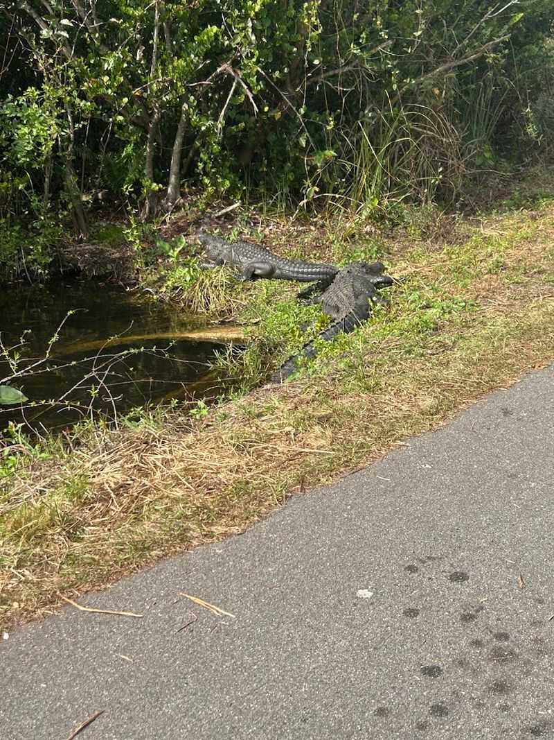 Alligators Are Often Seen Resting Beside The Trail