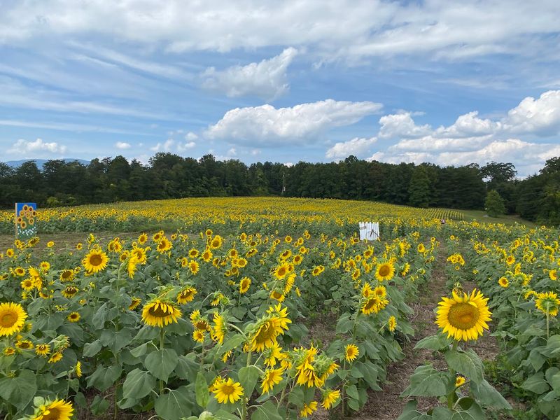 Thompson Family Farms