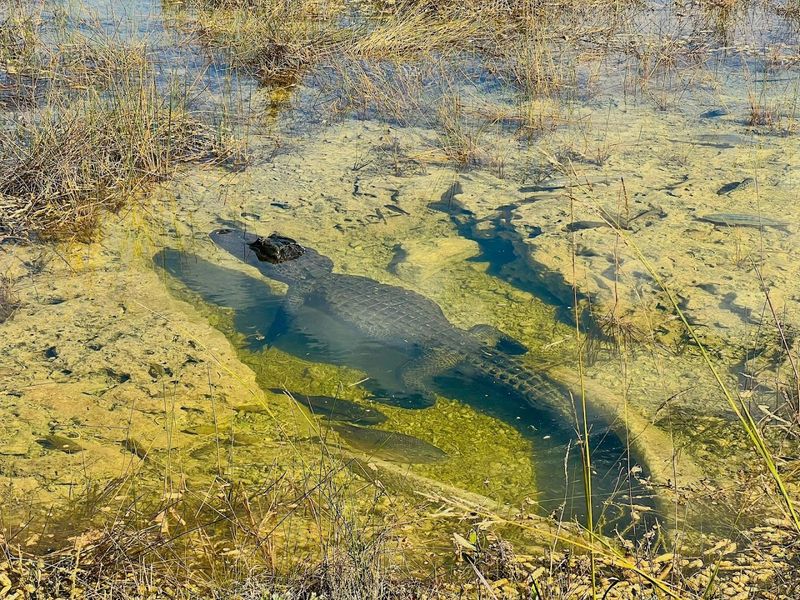 The Trail Provides A Rare Close-Up Look At Everglades Ecosystems