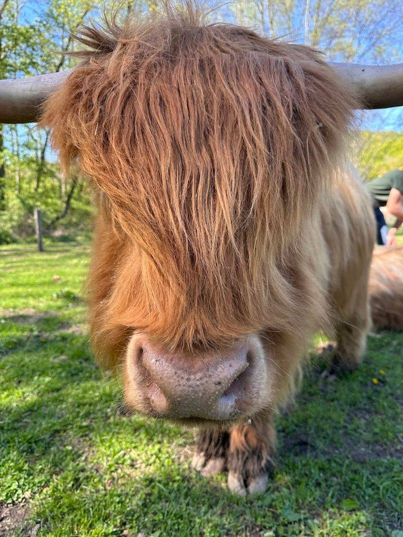The Highland Cows That Absolutely, Unquestionably Steal The Show