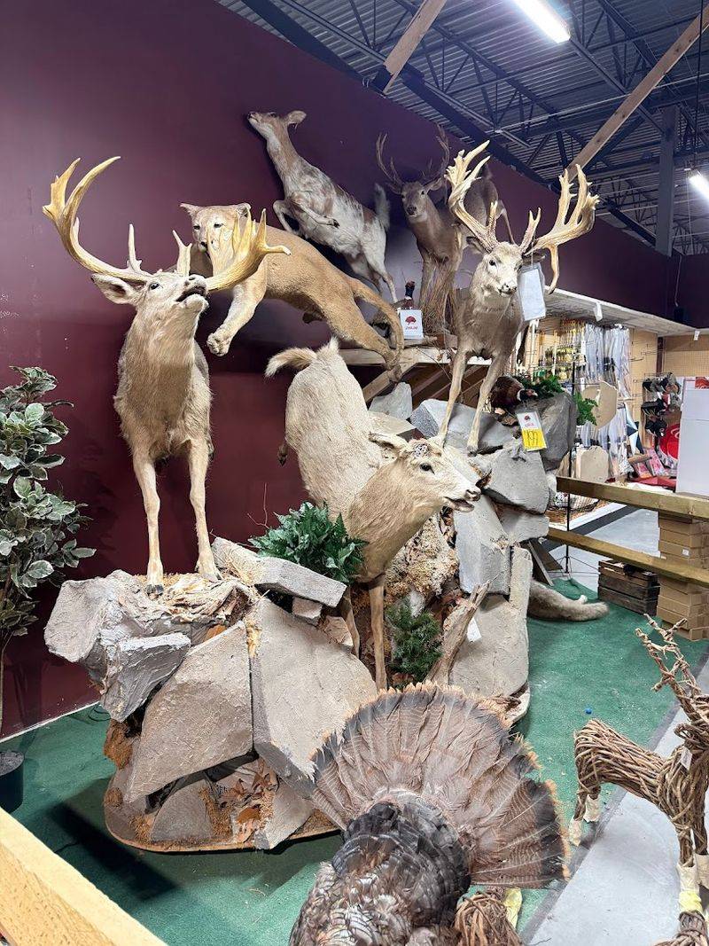 Petting Zoos And Arcades: Not Your Typical Store