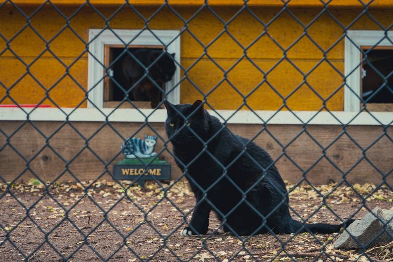 Wildlife Freedom Foundation