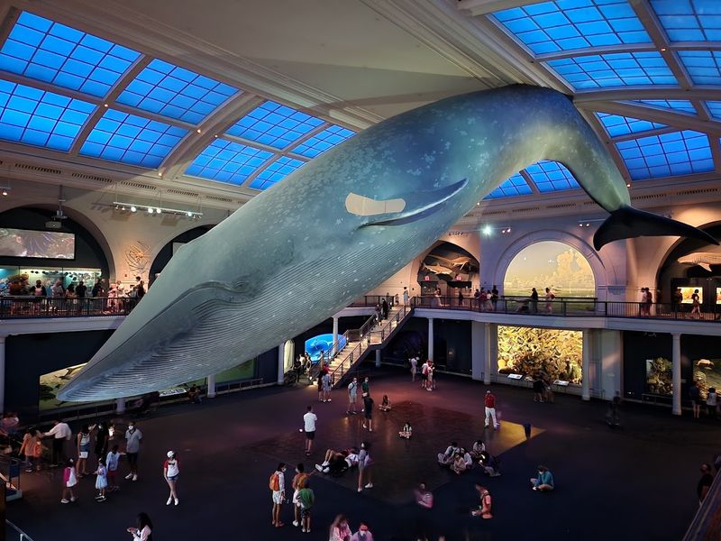 Visit The Massive American Museum Of Natural History