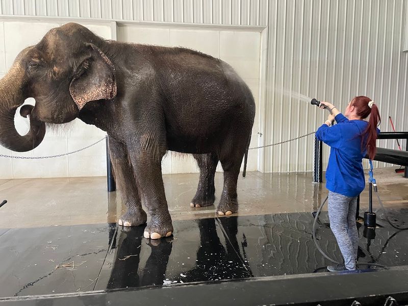 Bathing Elephants At Wilstem Ranch