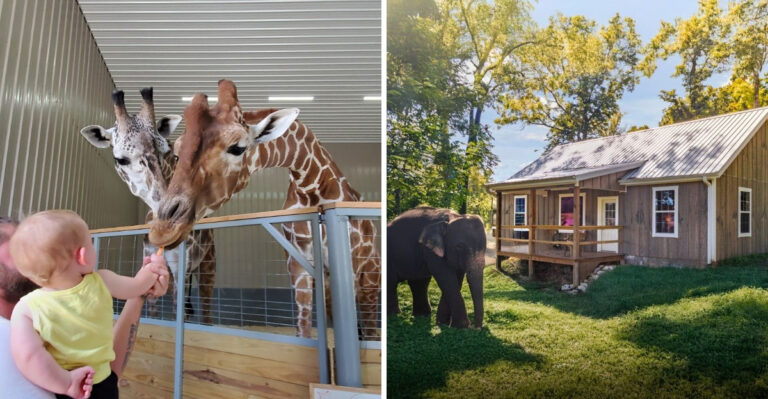 Experience The Thrill Of Bathing Elephants, Feeding Giraffes, And Zip Lining Across 1,100 Acres At This Indiana Ranch