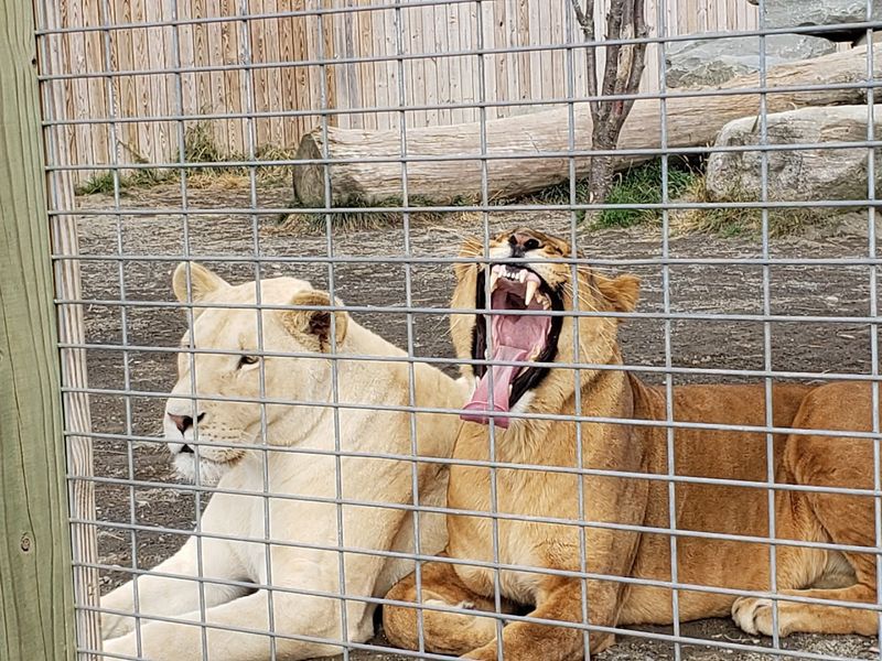 Planning Your Visit To Animal Adventure Park