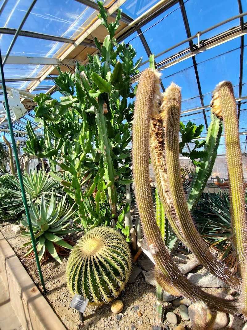 Cacti, Succulents, And The Art Of Thriving On Almost Nothing