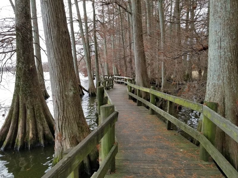 The Boardwalk That Puts You Right On Top Of The Water