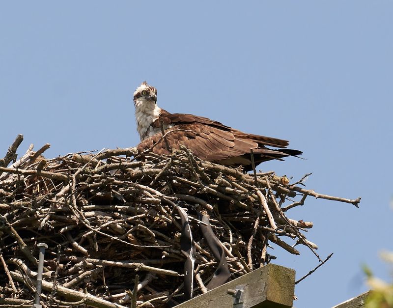 Highlighted Bird Species That Draw Visitors Back Season After Season