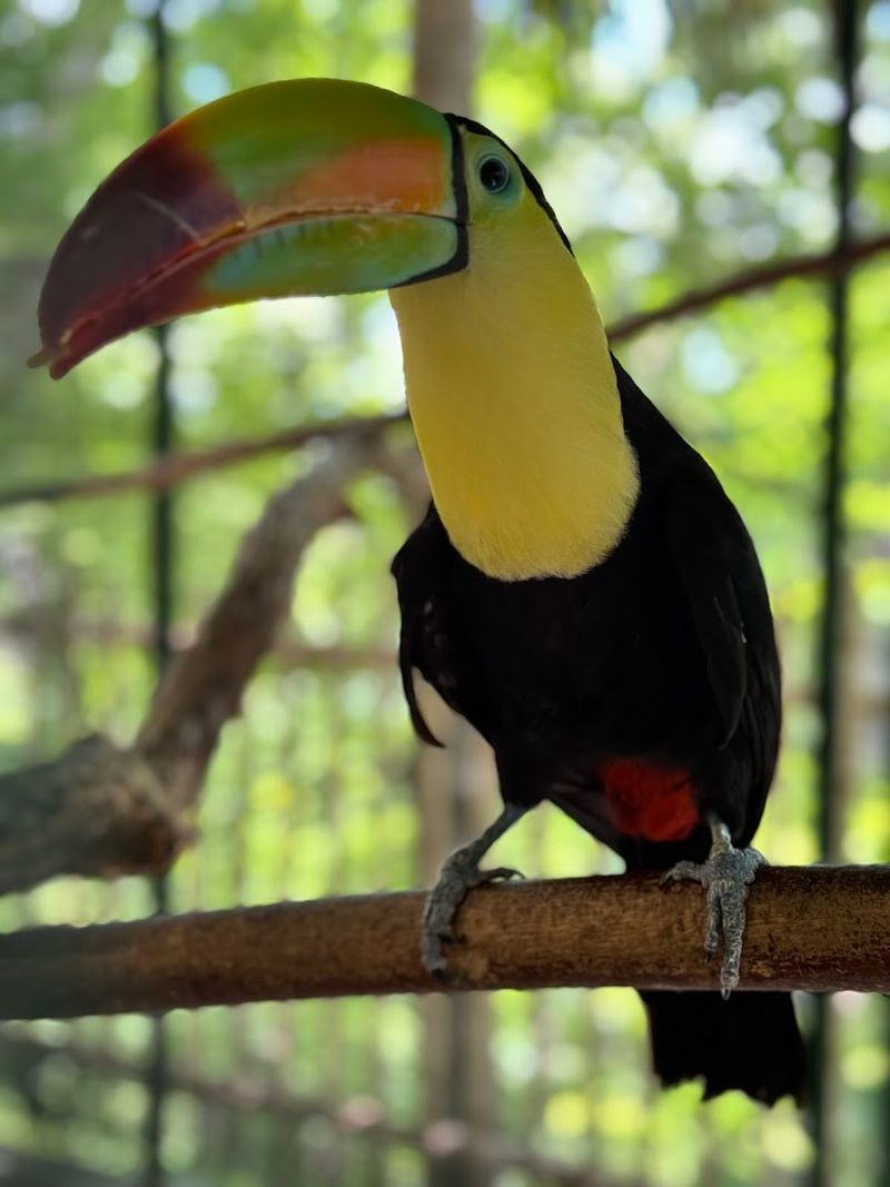 Rare And Exotic Bird Species From Around The World