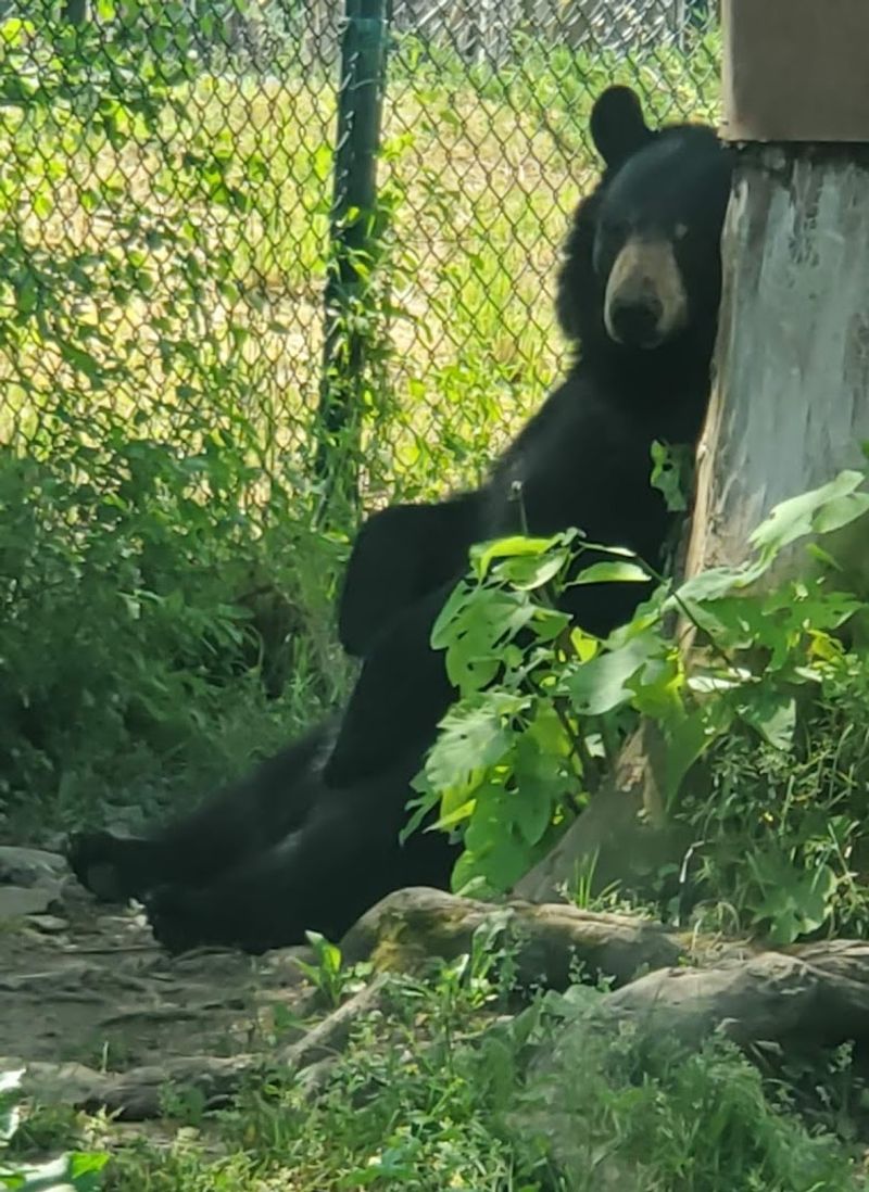 Black Bears That Come Right Up To The Fence