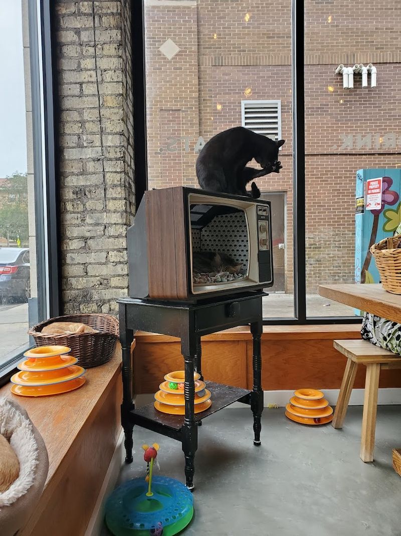 Admission Fees Help Fund Care For Rescue Cats