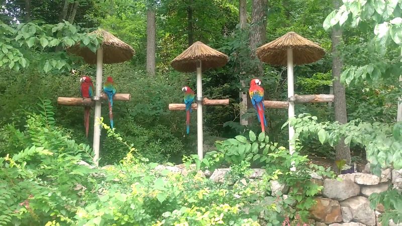 The Lory Aviary And Nectar Feeding Experience