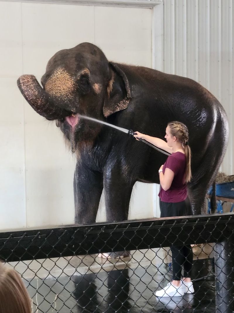 Zip Lining And Animal Encounters At Wilstem Ranch