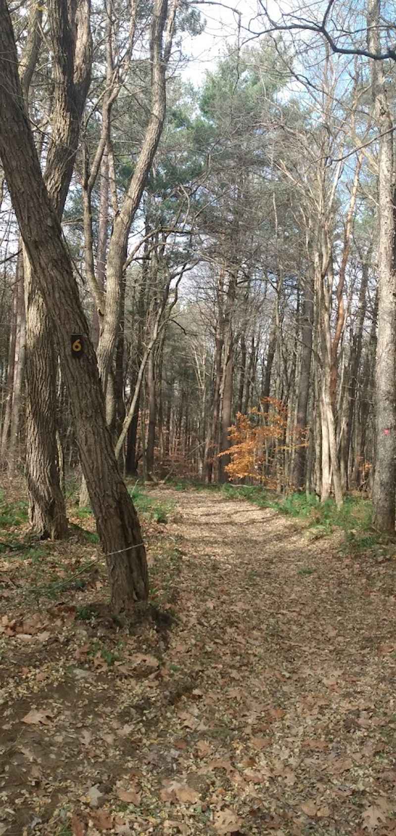 Phillips Creek State Forest Trail (Allegany County)