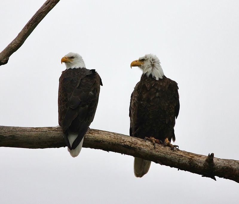 Montezuma National Wildlife Refuge