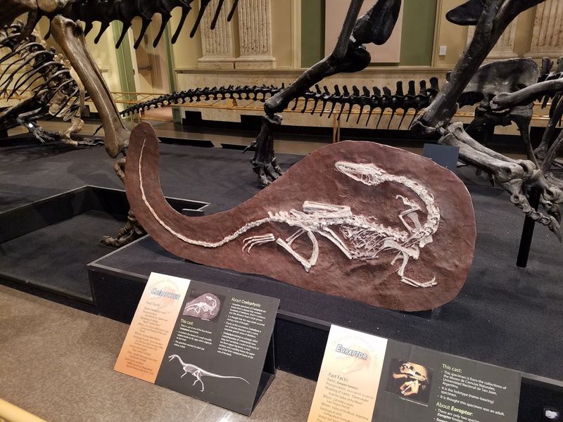 One Of The Largest Theropod Displays In The Region