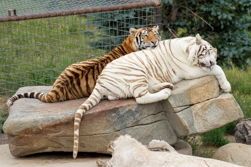 One Of The Largest Carnivore Sanctuaries In The World