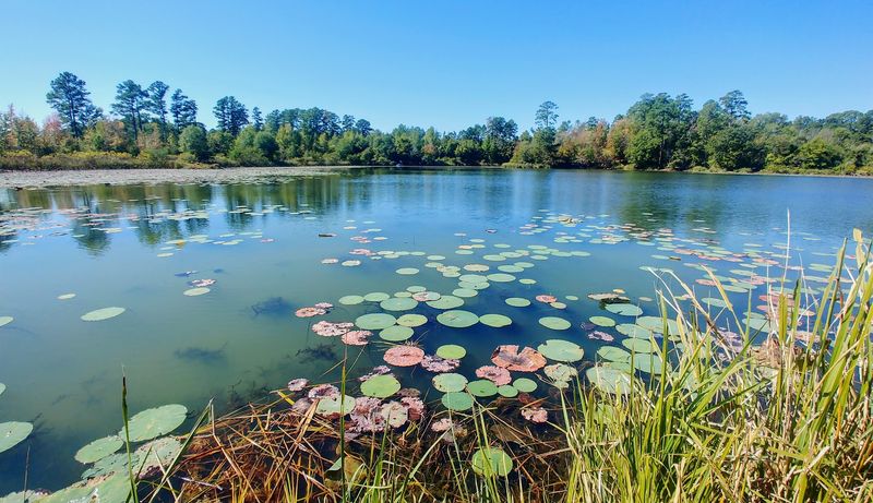 Family Fun And Scenic Beauty On The Texas State Railroad