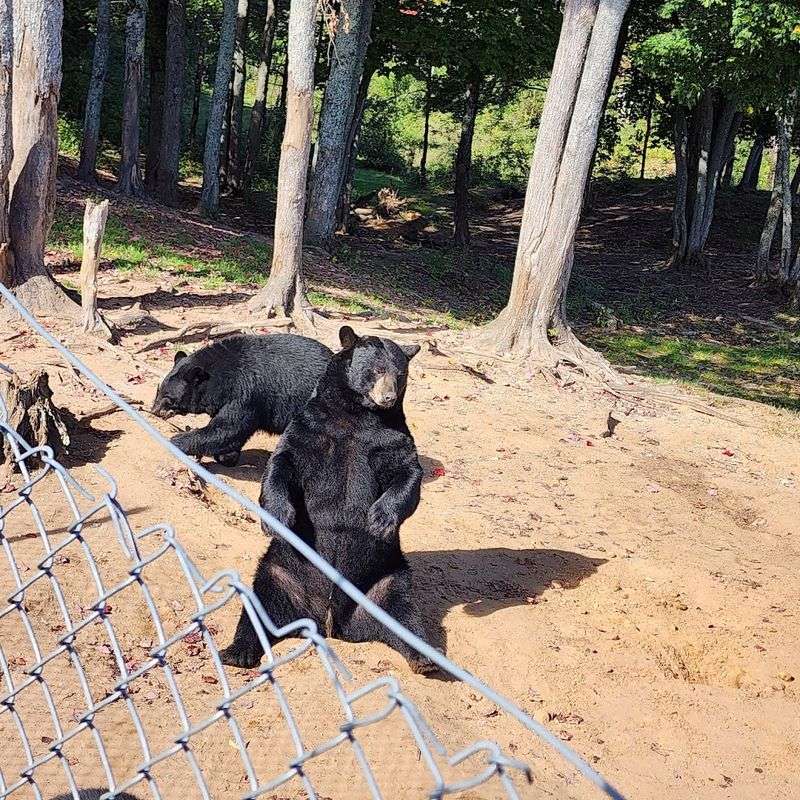 The Famous Bear Feeding Experience That Visitors Talk About For Years