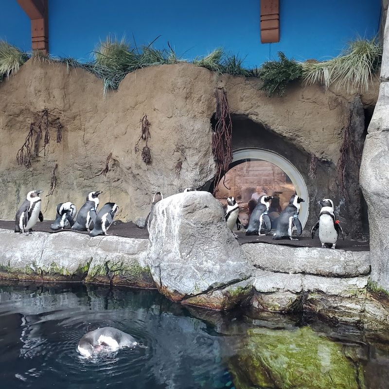 Penguin Encounter And Up-Close Animal Access