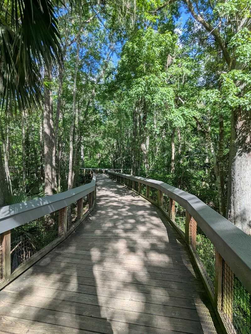 Boardwalk Trails Winding Through Lush Florida Forest