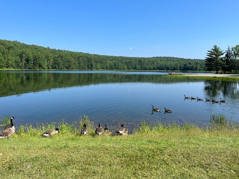 Bowman Lake State Park — Central New York