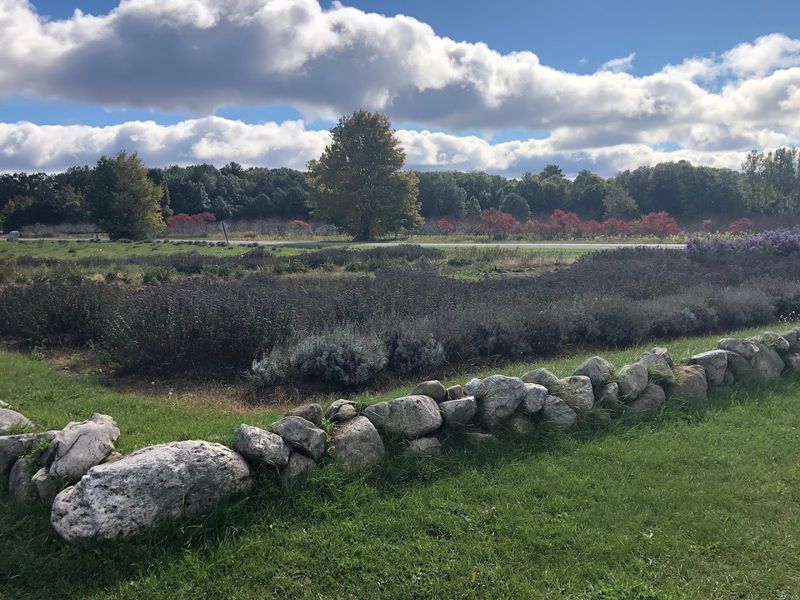 Lavender Plants Fill The Labyrinth With Colour And Fragrance