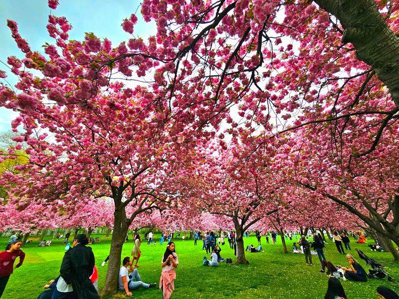 Cherry Blossom Festival At Brooklyn Botanic Garden