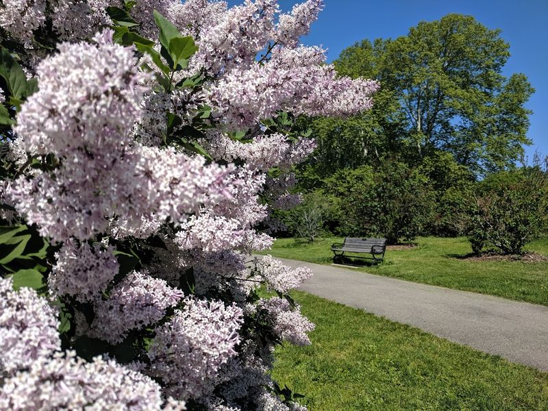 Rochester Highland Park And Lilac Season Preview (Rochester)