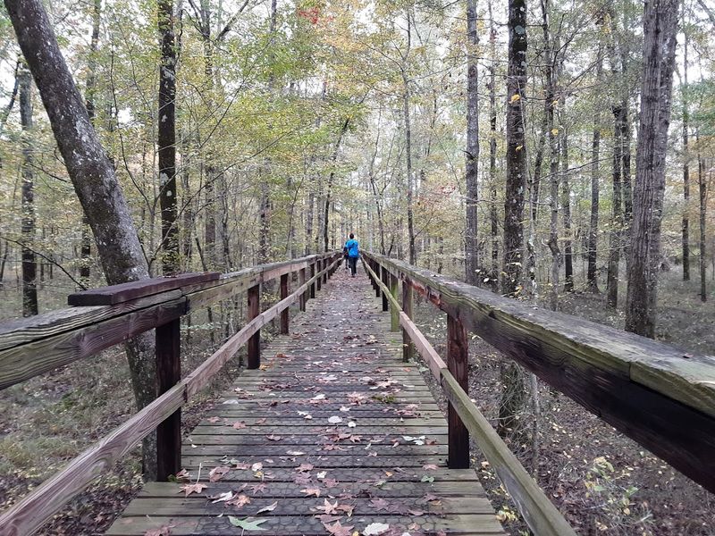 Big Hill Pond Boardwalk Trail, Pocahontas