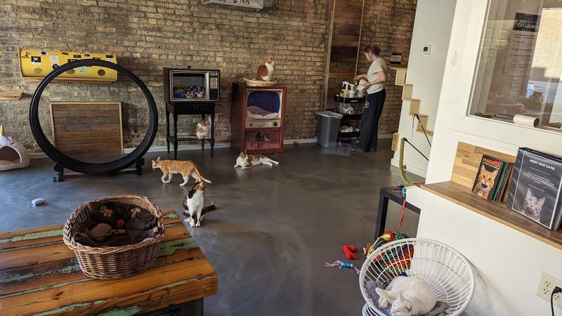 Rescue Cats Roam Freely In A Dedicated Lounge Space