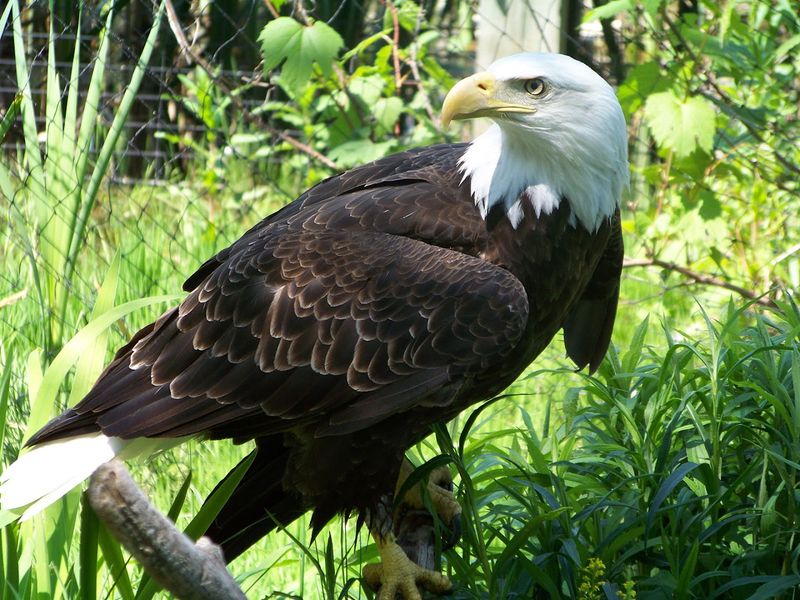 Bald Eagles And Owls For The Bird Enthusiasts