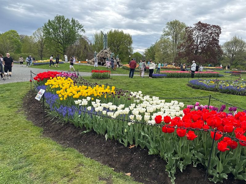Albany Tulip Festival (Albany)