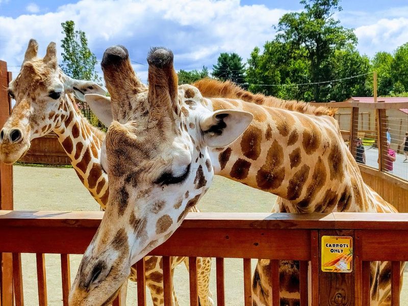 The Giraffe Feeding Deck Experience