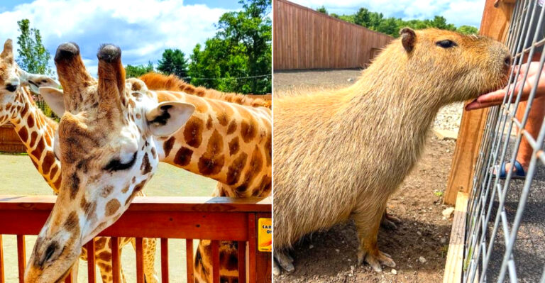 New York’s Wild Animal Park Lets You Get Surprisingly Close To Giraffes, Zebras And More