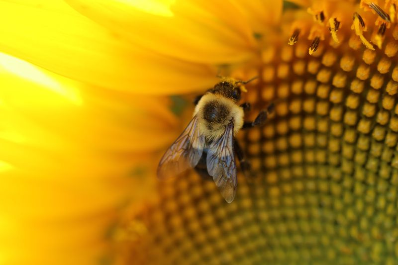 What The Bees Are Doing And Why You Should Not Worry About Them