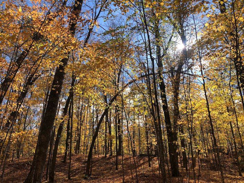 Birdwatchers Appreciate The Diverse Forest Habitat