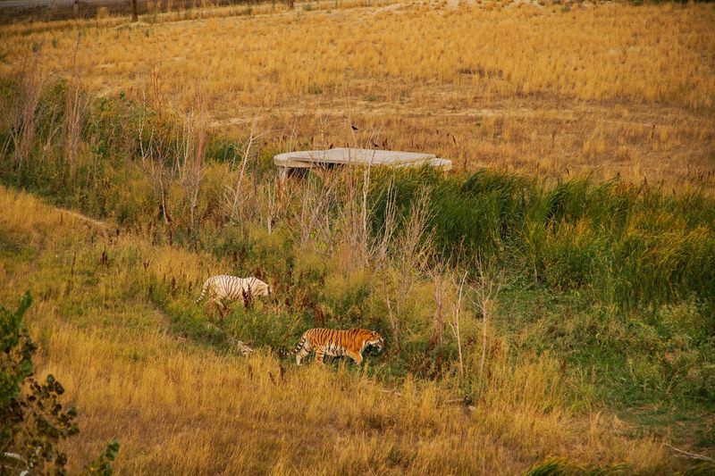 Large Open Habitats Instead Of Traditional Zoo Cages