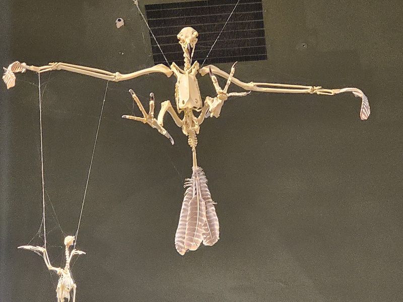 A Clear Link Between Dinosaurs And Modern Birds